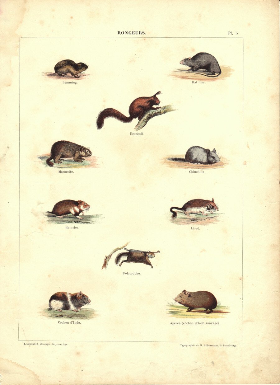 Rongeurs. Stampa 1860 | Immagine principale