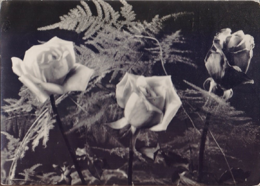 Rose con asparago. Viaggiata | Immagine principale