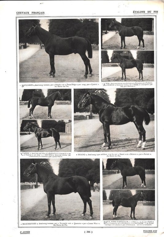 Saba, jument de pur sang arabe/Etalons du Pin. Stampa 1912 | Immagine Gallery 2