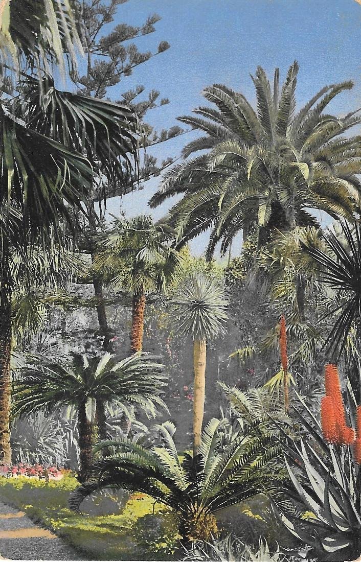 San Remo. Riviera di ponente. Non viaggiata, originale | Immagine principale