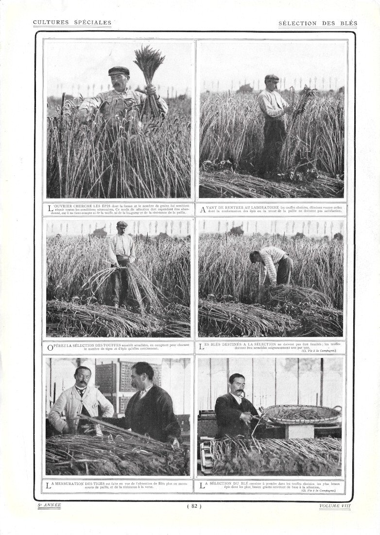 Sélection des Blés / Semis de Cyclamens - Immagine 1910 | Immagine principale