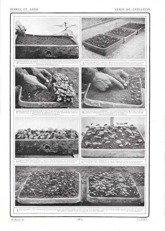 Sélection des Blés / Semis de Cyclamens - Immagine 1910 | Immagine Gallery 2