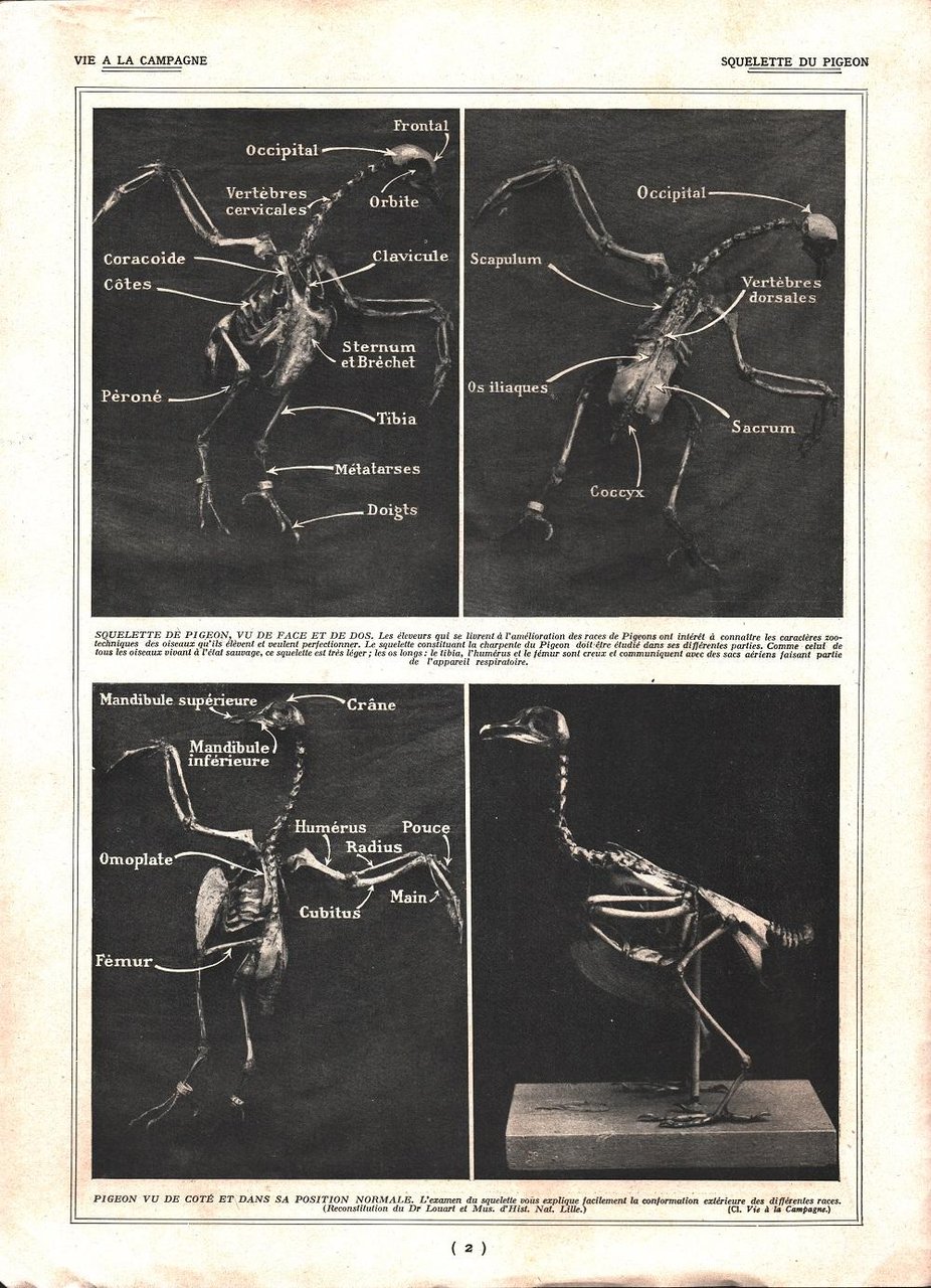 Squelette du pigeon / Pigeons corieux. Stampa 1926 | Immagine principale