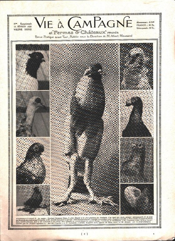 Squelette du pigeon / Pigeons corieux. Stampa 1926 | Immagine Gallery 2