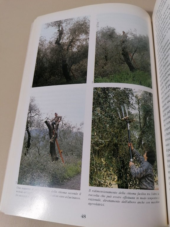 Studio Sulla Ristrutturazione Dell'Olivicoltura Ligure