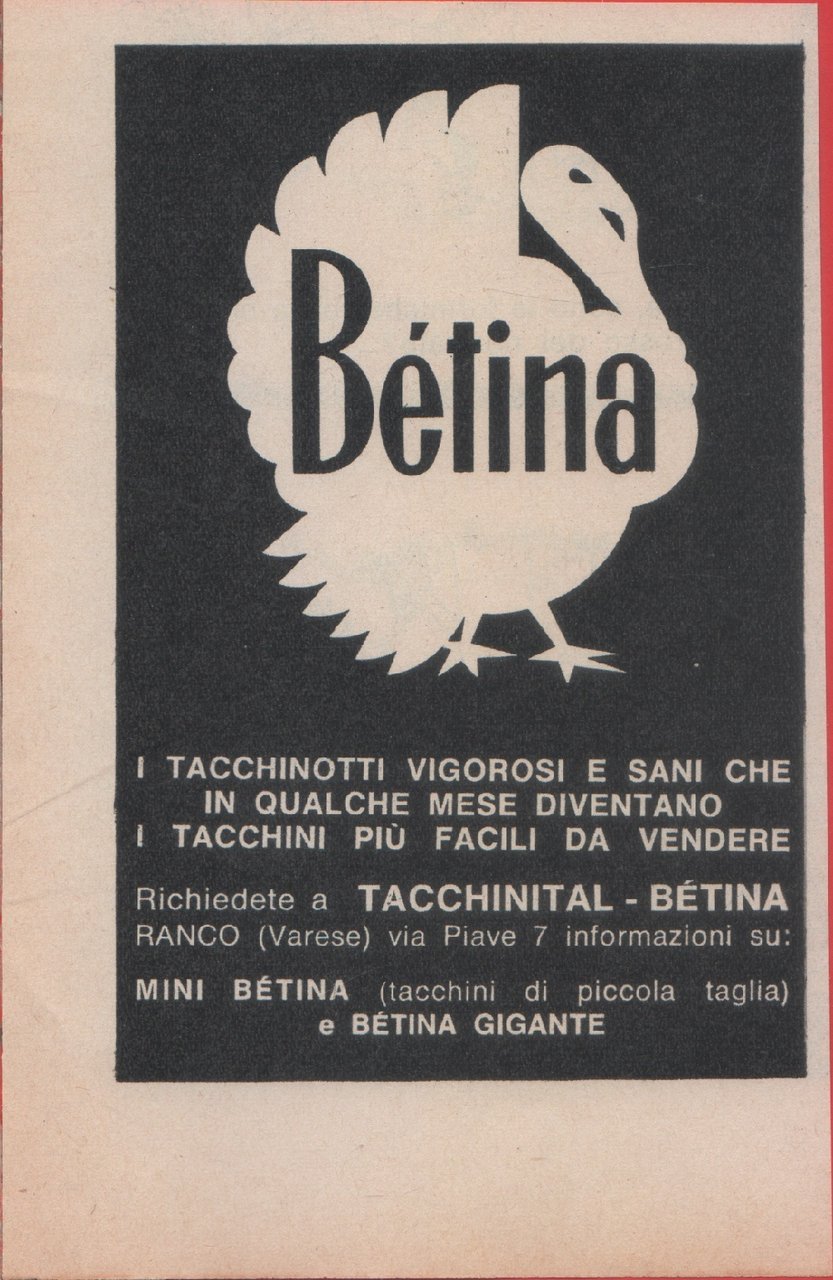 Tacchinital. Betina. I tacchinotti vigorosi e sani. Advertising 1965 | Immagine principale