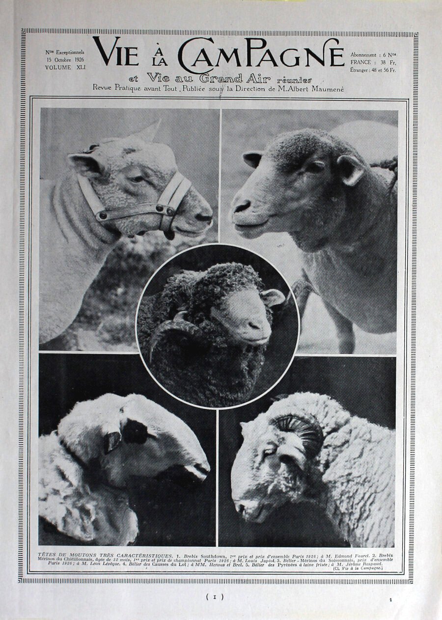 Tete de moutons tres caracteristiques / Races locales. Immagine 1926 | Immagine principale