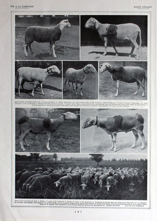 Tete de moutons tres caracteristiques / Races locales. Immagine 1926 | Immagine Gallery 2