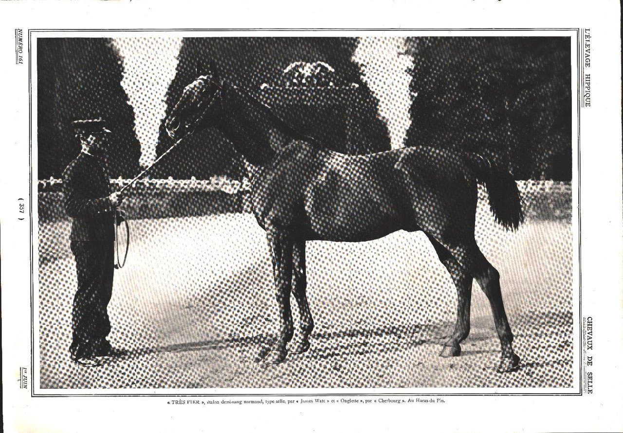 Très Fier, étalon demi-sang normand, type selle. Au Haras du … | Immagine principale