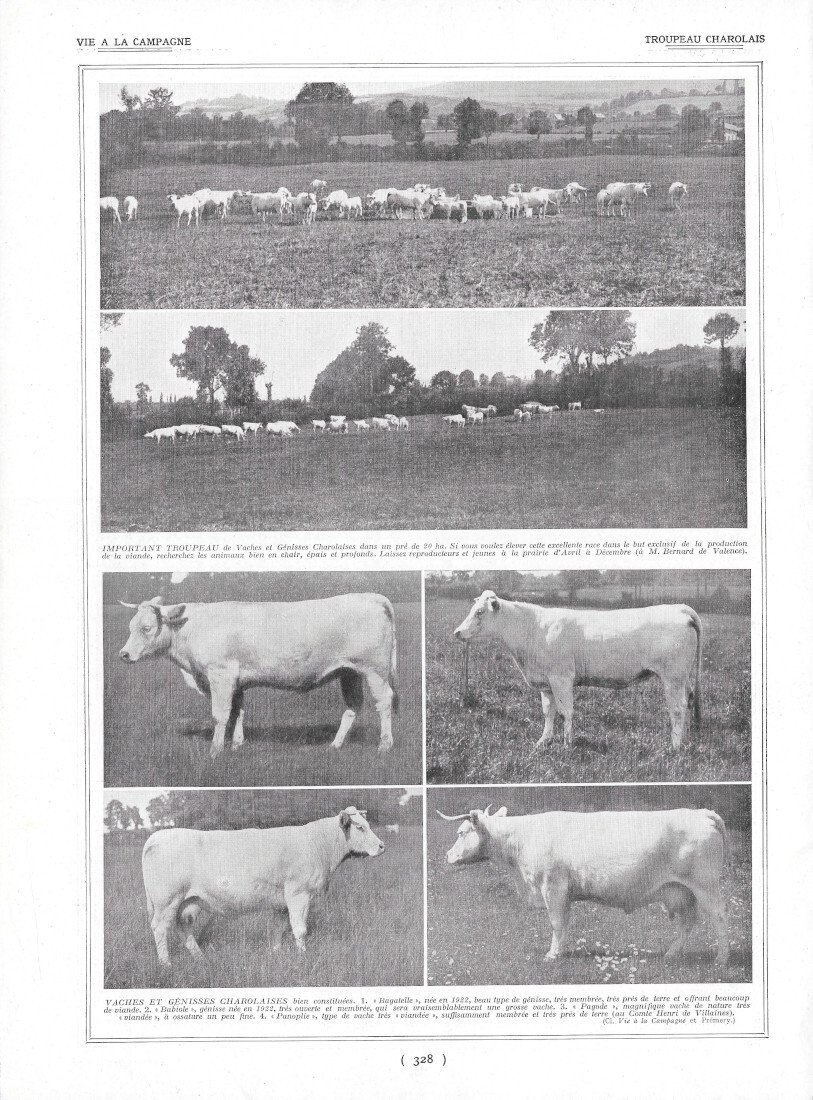 Troupeau Charolais - Immagine 1924 | Immagine principale