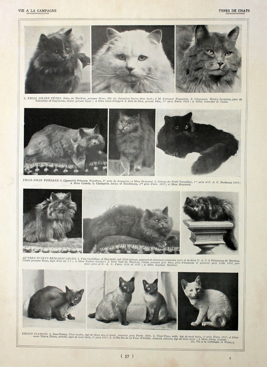 Types de chats. Immagine 1927 | Immagine principale