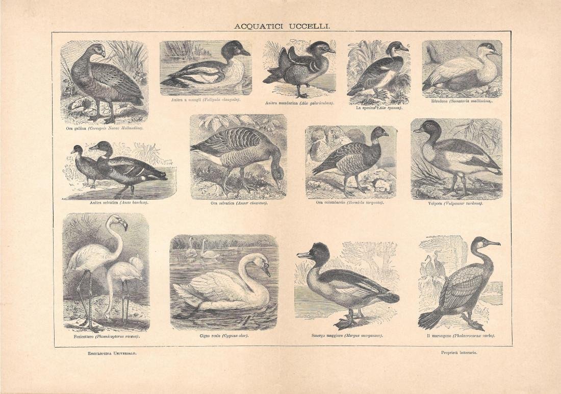 Uccelli acquatici. Lexicon Vallardi 1900 ca. | Immagine principale