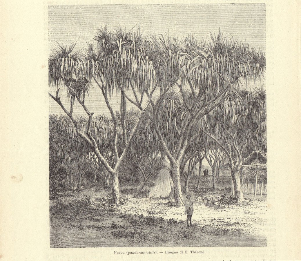 Vacoa (Pandanus utilis) (Madagascar). Illustrazione 1864 | Immagine principale