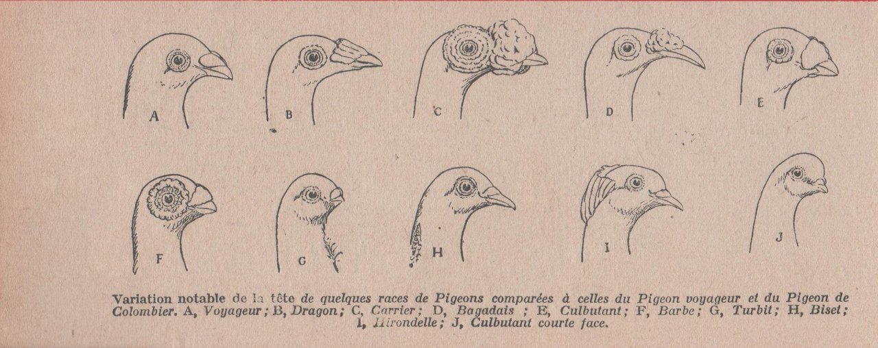 Varation notable de la tete de quelques races de Pigeons … | Immagine principale