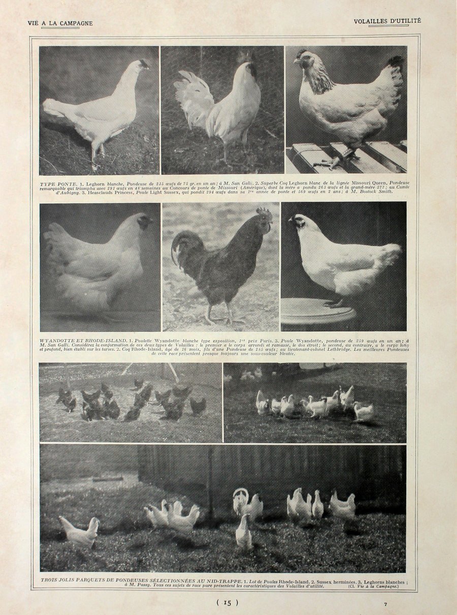 Volailles d'utilite/Races de poules. Fronte/retro. Immagine 1927 | Immagine principale