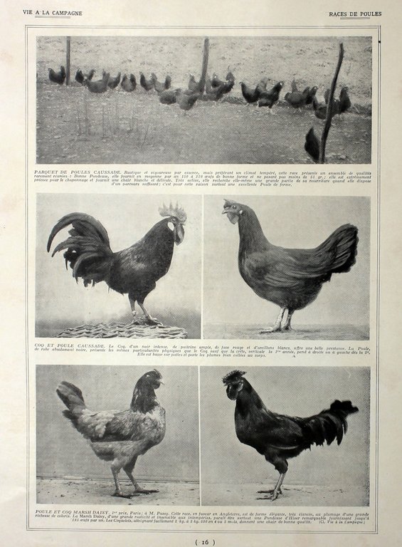 Volailles d'utilite/Races de poules. Fronte/retro. Immagine 1927 | Immagine Gallery 2