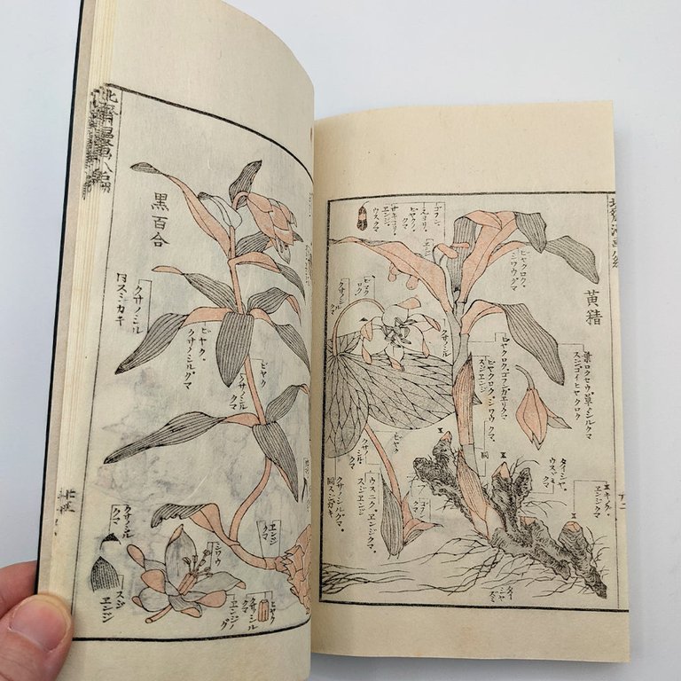 HOKUSAI Katsushika. Mangas, Sketchbooks | Immagine Gallery 6