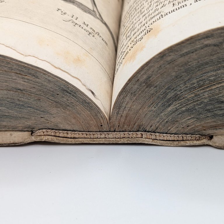 SCHOTT Casparis. Physica curiosa | Immagine Gallery 19