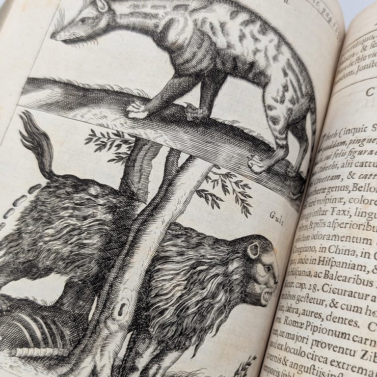 SCHOTT Casparis. Physica curiosa | Immagine Gallery 23
