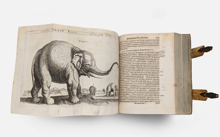 SCHOTT Casparis. Physica curiosa | Immagine Gallery 27