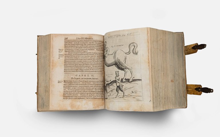 SCHOTT Casparis. Physica curiosa | Immagine Gallery 7