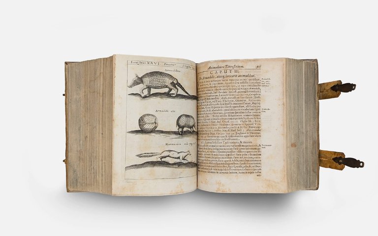 SCHOTT Casparis. Physica curiosa | Immagine Gallery 9