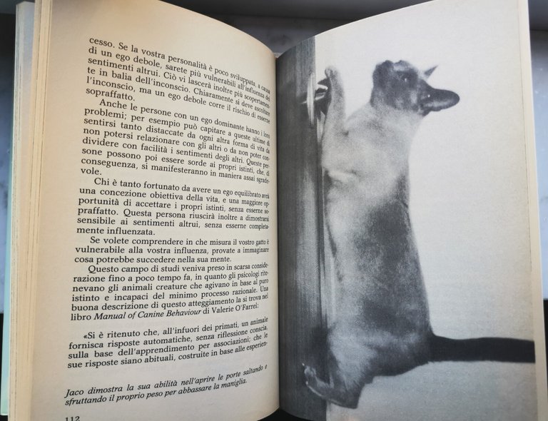 " DIMMI CHE GATTO HAI... " - VIVIENNE ANGUS , … | Immagine Gallery 3