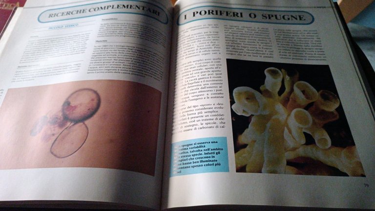 Guida didattica scuola 16 botanica zoologia 1995 | Immagine Gallery 4