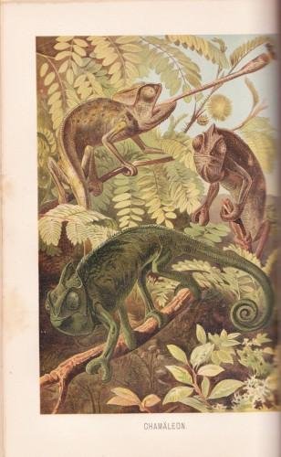 Brehms Tierleben. Allgemeine kunde des Tierreichs - Kriechtiere und Lurche …
