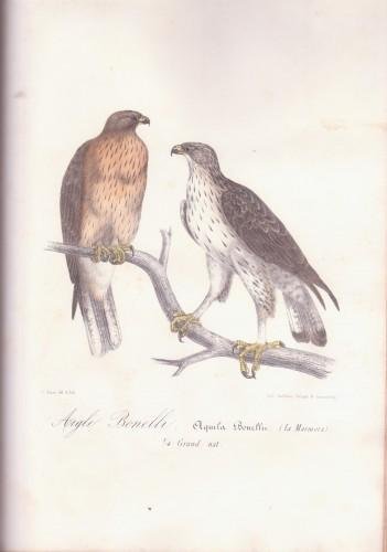 Richesses ornithologiques du midi de la France, ou description méthodique …