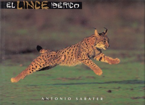 EL LINCE IBÉRICO