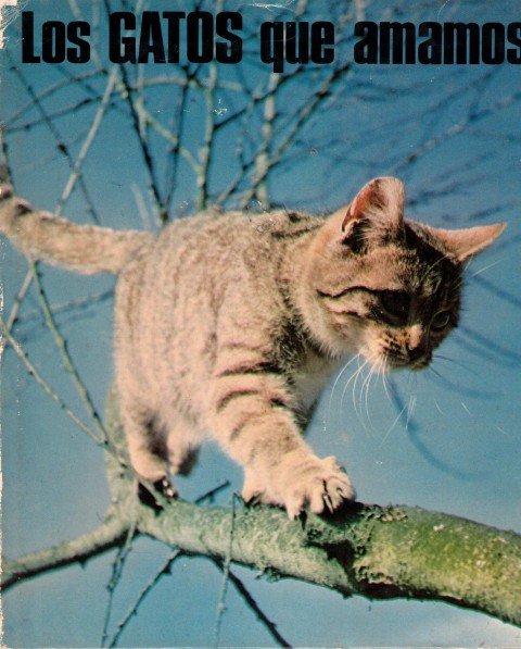 Los gatos que amamos