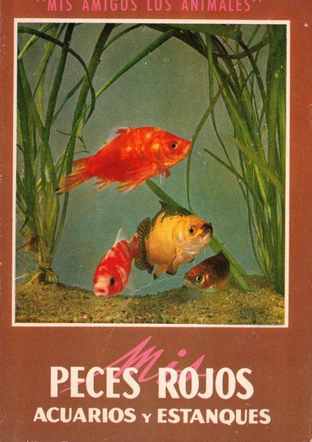 Mis peces rojos (acuarios y estanques)