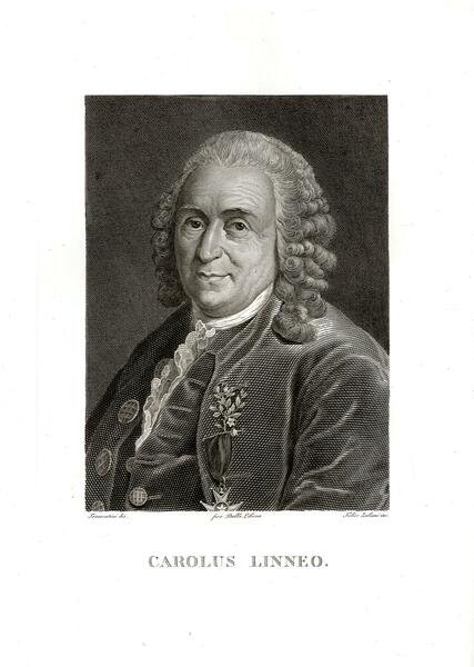 Carolus Linneo