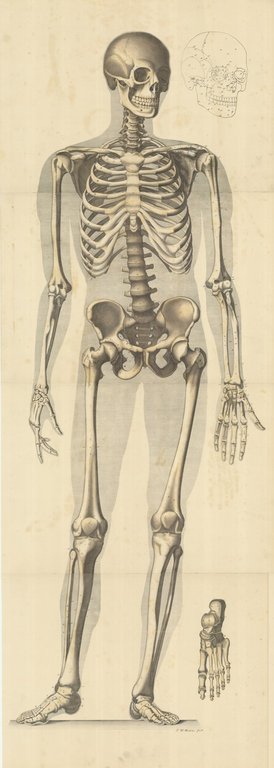 Corpo umano - Scheletro con vista frontale | Immagine Gallery 2