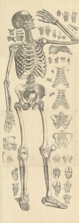 Corpo umano, (apparato scheletrico anteriore) senza titolo | Immagine Gallery 2