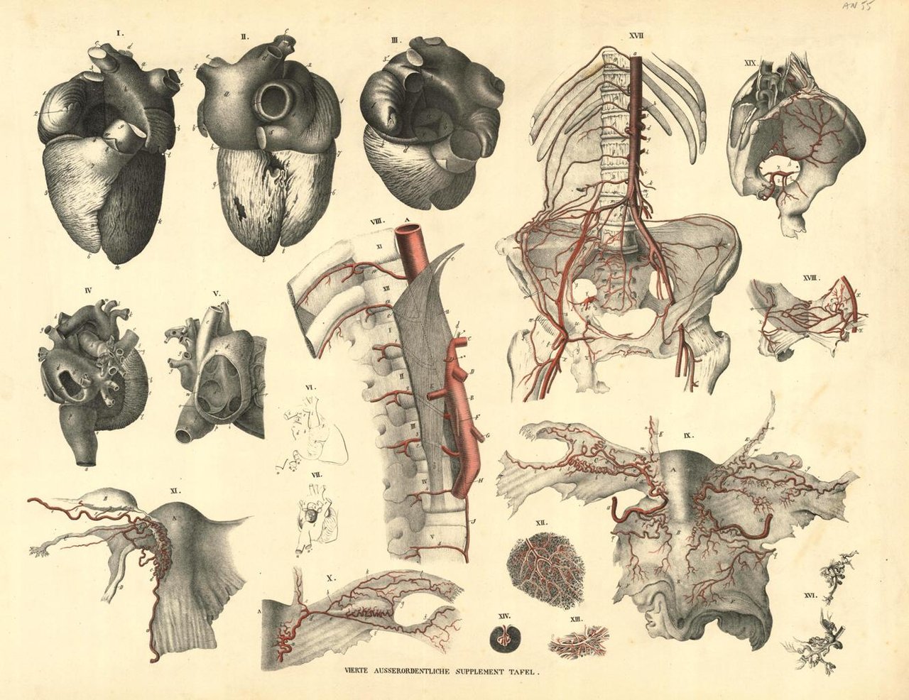 Corpo umano, particolari | Immagine principale