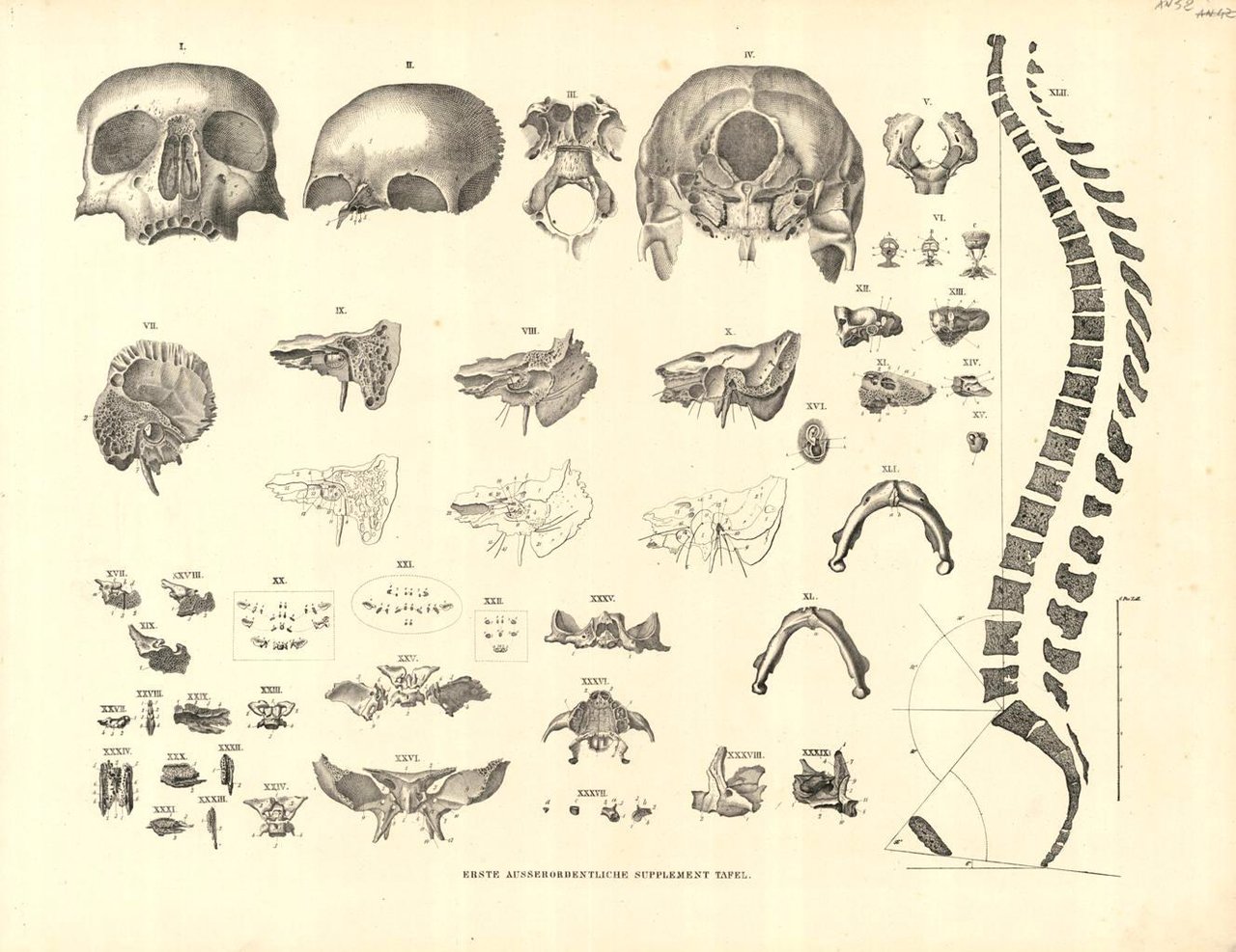 Corpo umano, particolari | Immagine principale