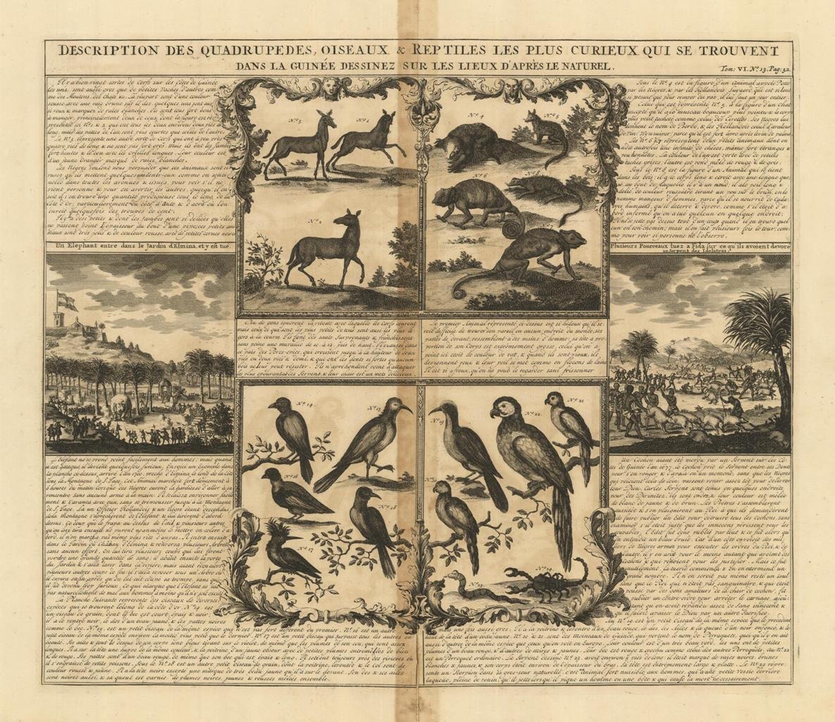 Description Des Quadrupedes, Oiseaux & Reptiles Les Plus Curieux Qui …