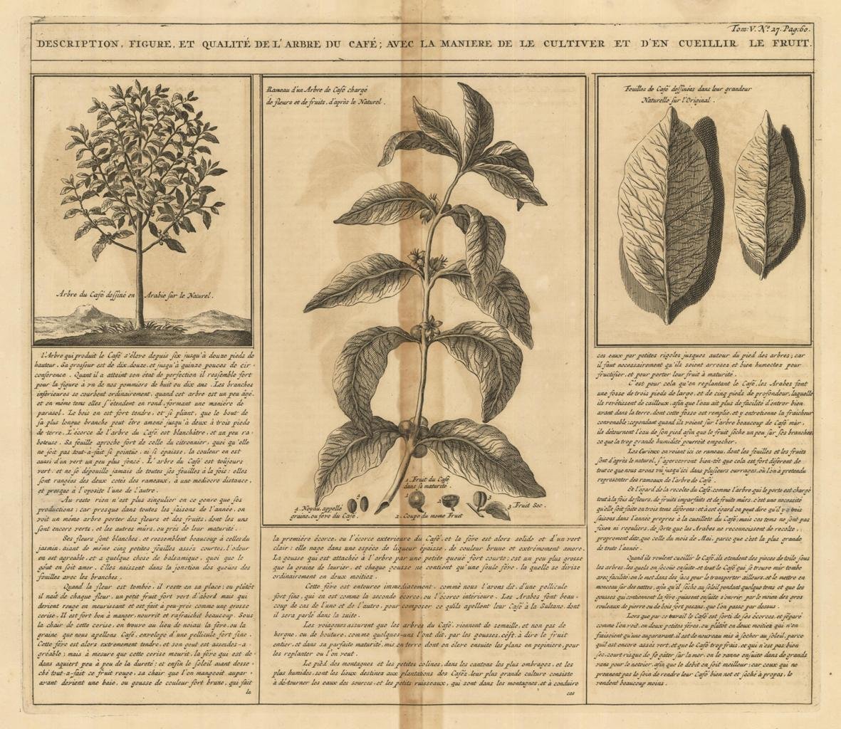 Description, figure et qualité de l'arbre, du café : avec …