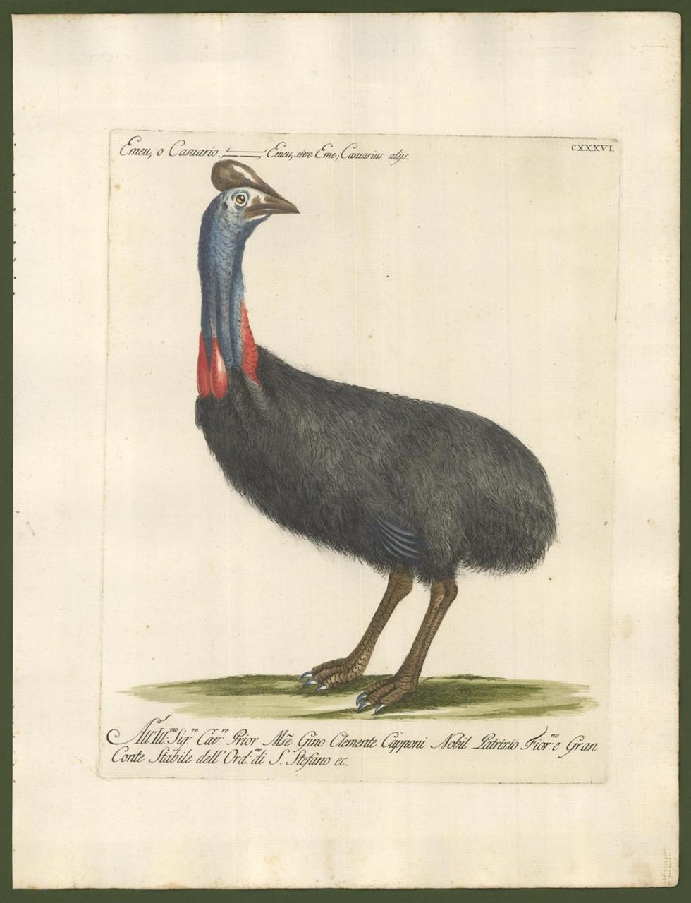 Emu, o Casuario - Emeu, sive Eme, Casuarius alys