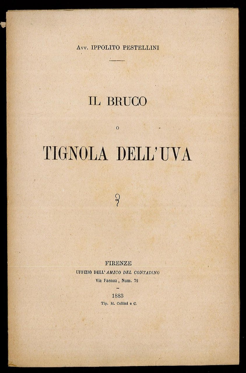 Il bruco o tignola dell'uva