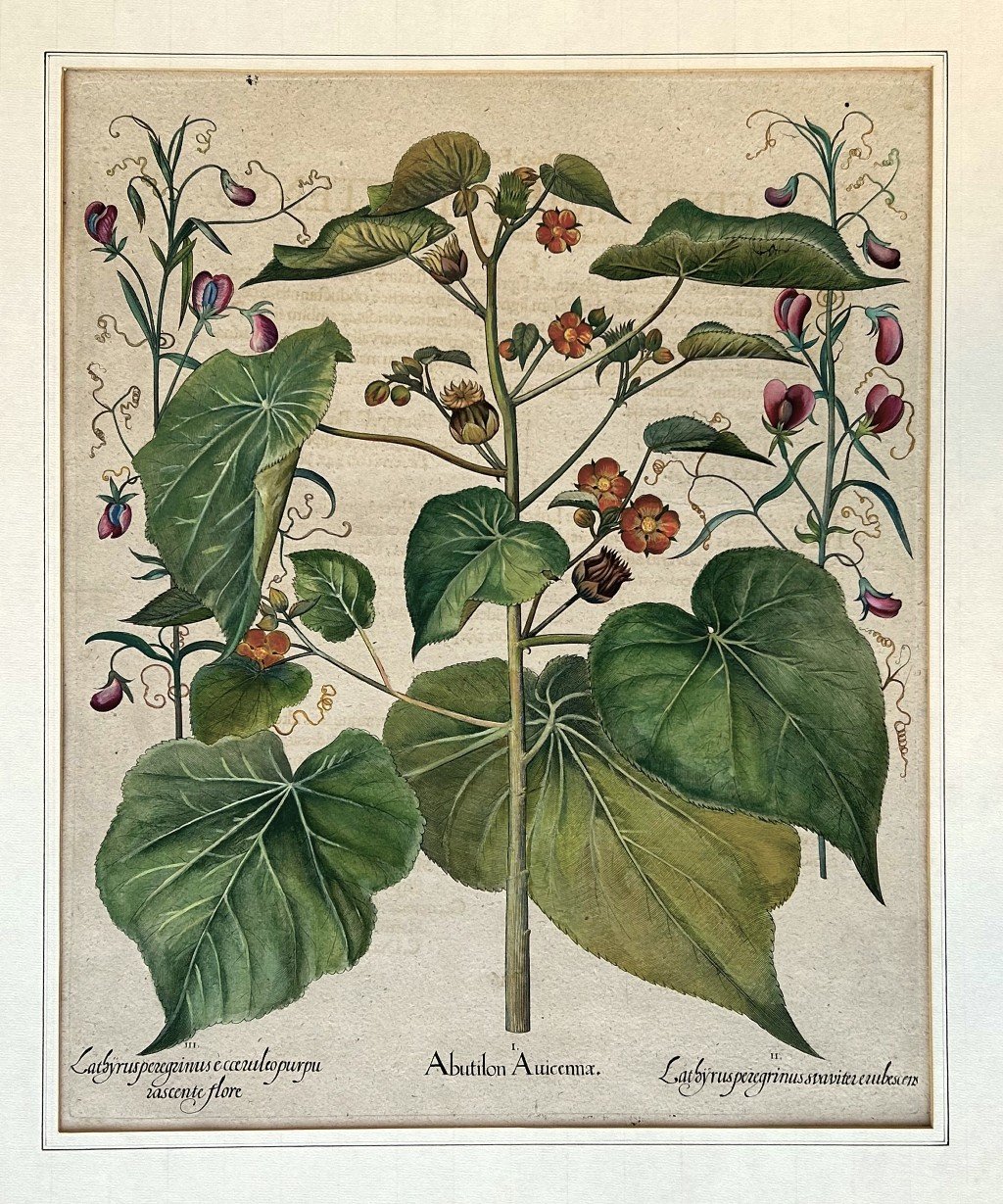 Lathyrusperegrinus svavitererubescens, Abutilon Auicenna, Lathyrusperegrinus ecceruleopurpurascente flore