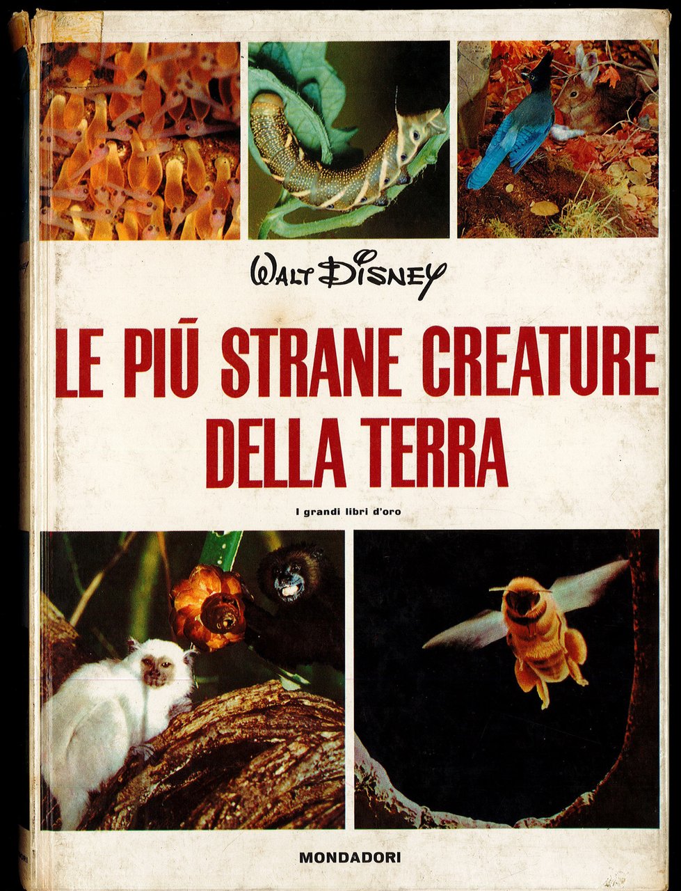 Le più strane creature della terra | Immagine principale