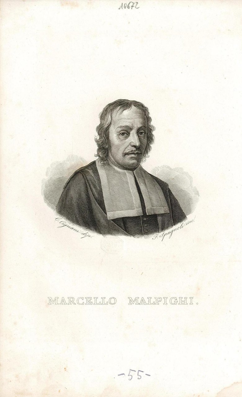 Marcello Malpighi