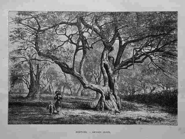 Mentone - Grandi Olivi | Immagine principale