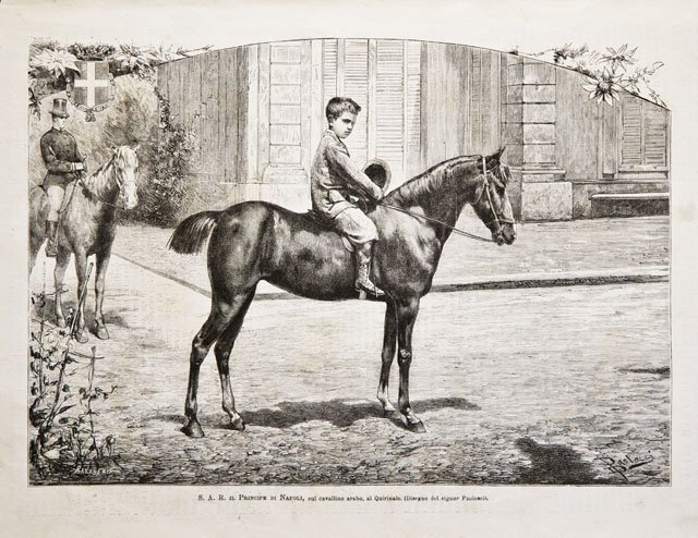 S. A. R. il Principe di Napoli, sul cavallino arabo, …