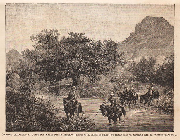 Sicomoro gigantesco al guado del Mareb presso Debaroa