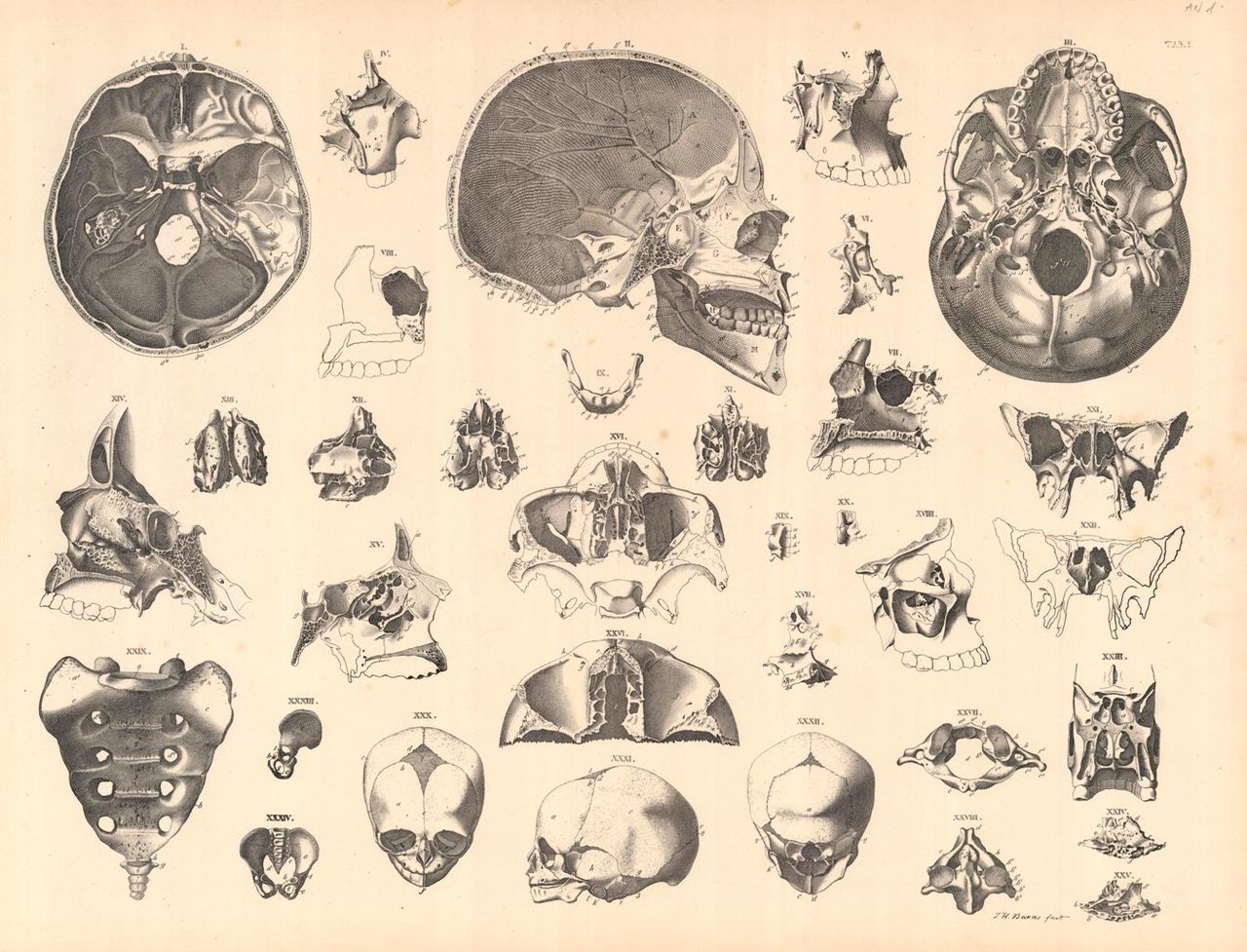 TAB I | Immagine principale