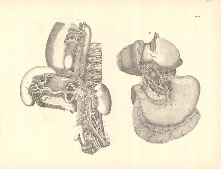 TAB X (vascolarizzazione degli organi intraddominali)